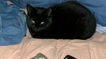 Zwarte poes vermist in Geleen