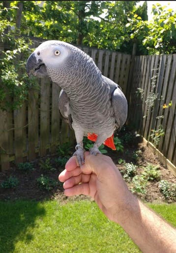 Grijsroodstaart papegaai – goed tehuis gezocht