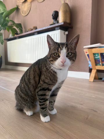 Goed nieuw thuis gezocht voor lieve poes (bijna 10 jaar)