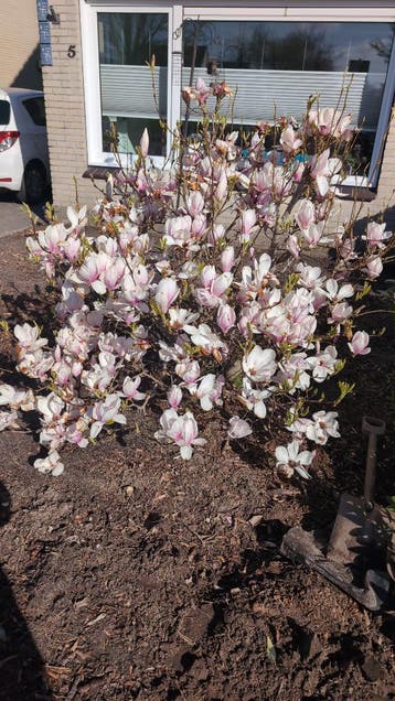 Magnolia, gratis afhalen