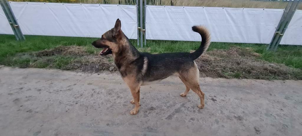 Dekreu mechelse herder knpv, Parvo, Reu, Eén hond, 3 tot 5 jaar