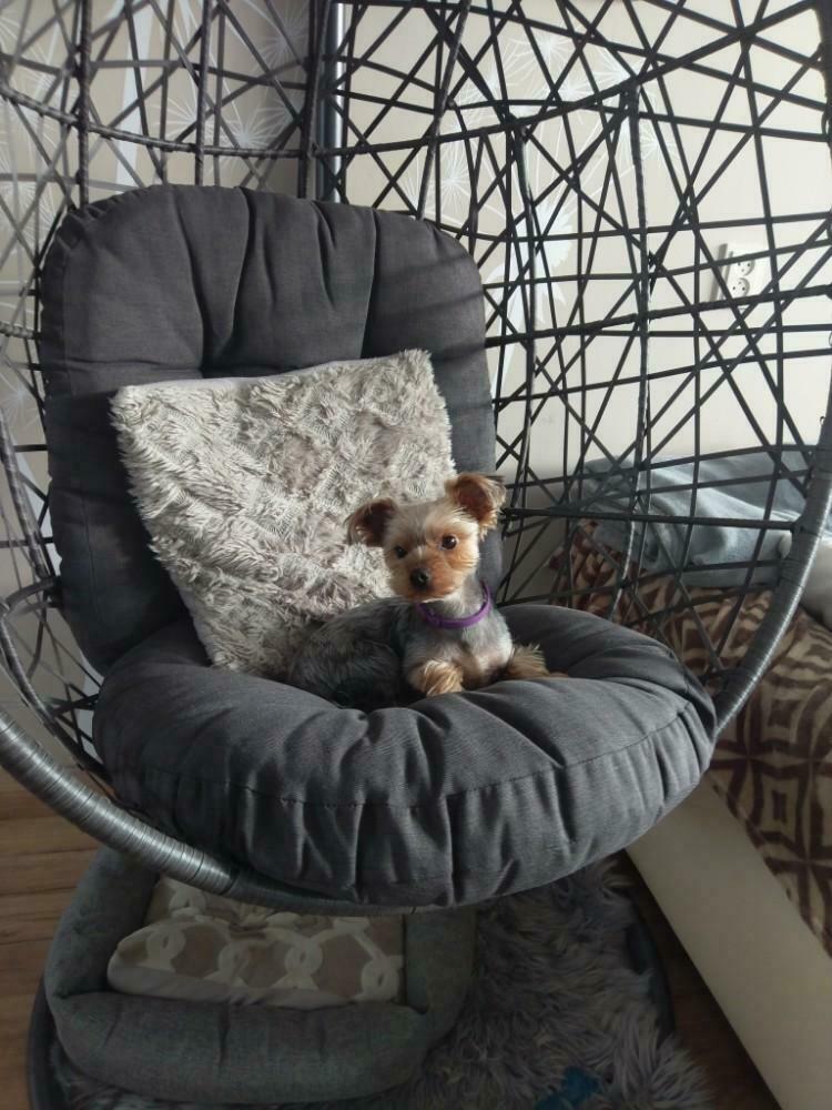 Yorkshire terrier dekking, Dieren en Toebehoren, Honden | Dekreuen, Reu, 1 tot 2 jaar, Parvo, Meerdere