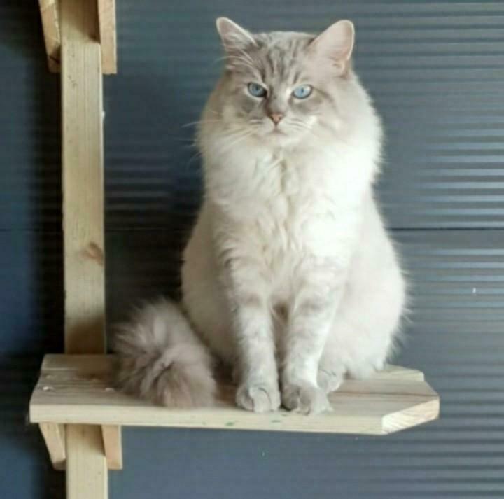 Ragdoll blue lynx dekkater met stamboom, Dieren en Toebehoren, Katten en Kittens | Dekkaters, 3 tot 5 jaar