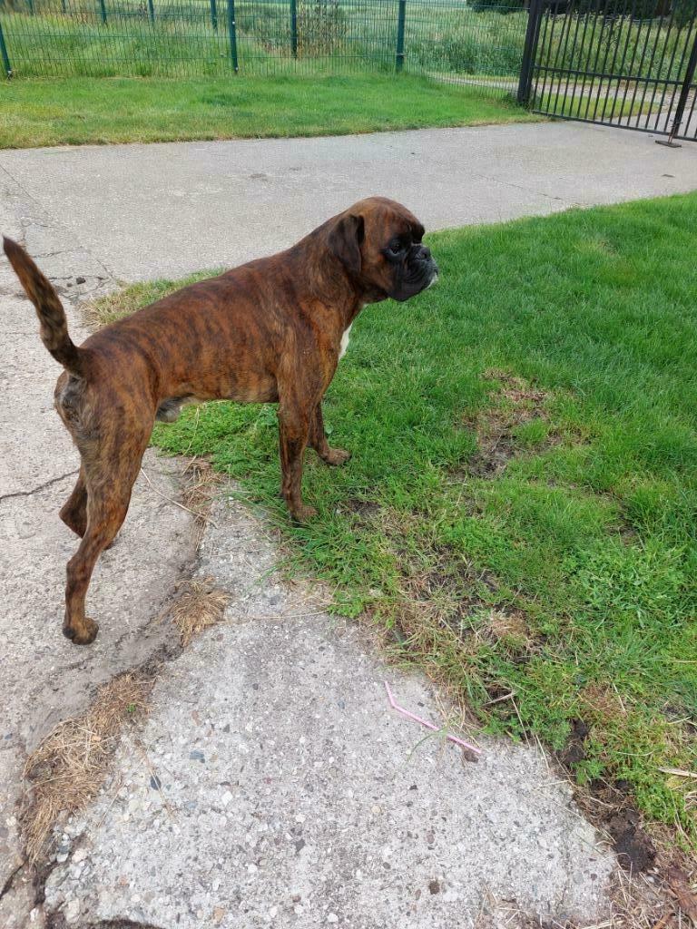 BOXERREU TER DEKKING MET STAMBOOM, Dieren en Toebehoren, Honden | Dekreuen, Reu, Particulier, Eén hond, Nederland, 3 tot 5 jaar