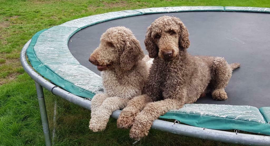 Prachtige raszuivere koningspoedels dekreuen, Dieren en Toebehoren, Parvo, Reu, Meerdere, 3 tot 5 jaar