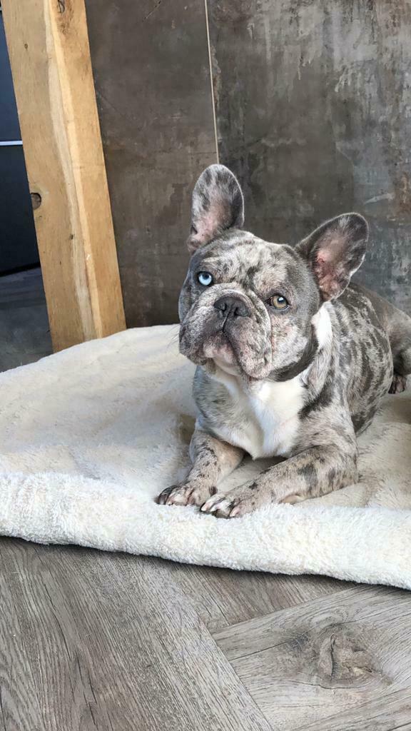 Zeldzaam :Franse bulldog, BLUE-MERLE *DEKREU, Dieren en Toebehoren, Reu, 1 tot 2 jaar, Parvo, Eén hond