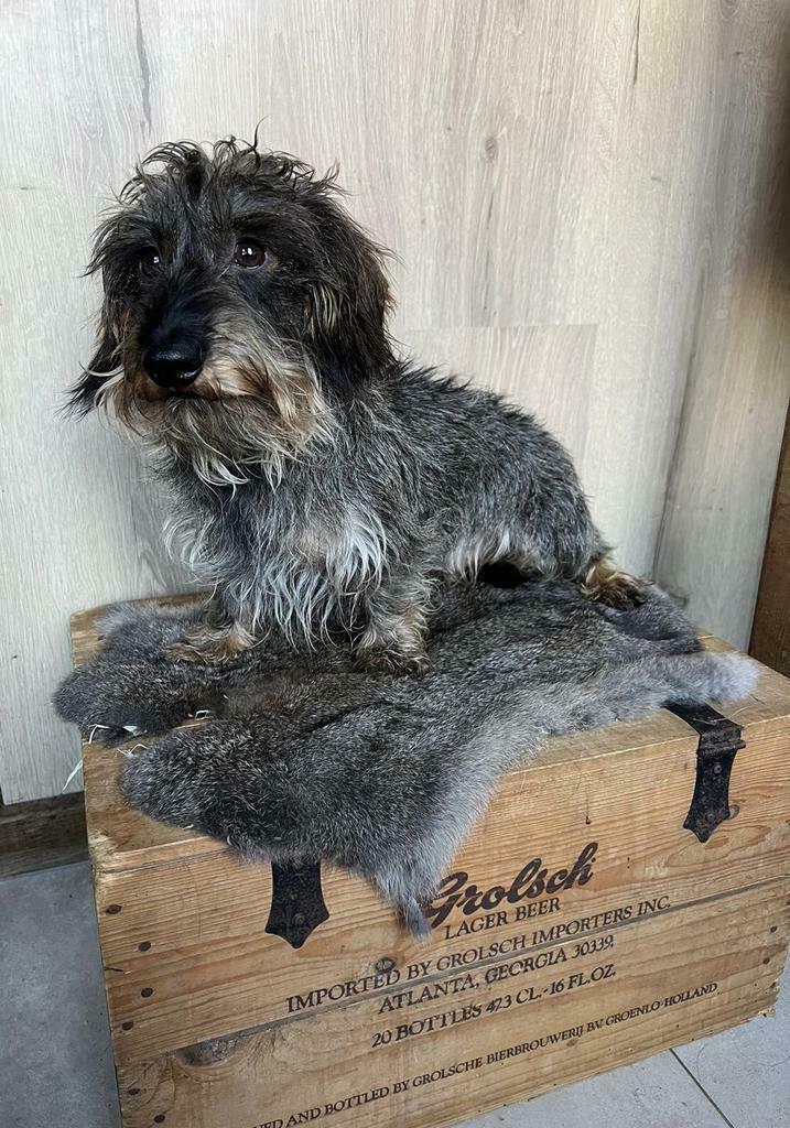 Teckel kaninchen /dwerg ruwhaar dekreu (niet te koop), 6 jaar of ouder, Reu, Parvo, Meerdere
