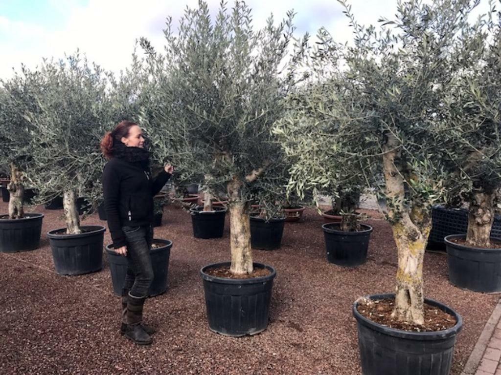 Bestel online uw olijfbomen, palmbomen, vijgenbomen, cypres, Ophalen of Verzenden, In pot, 100 tot 250 cm