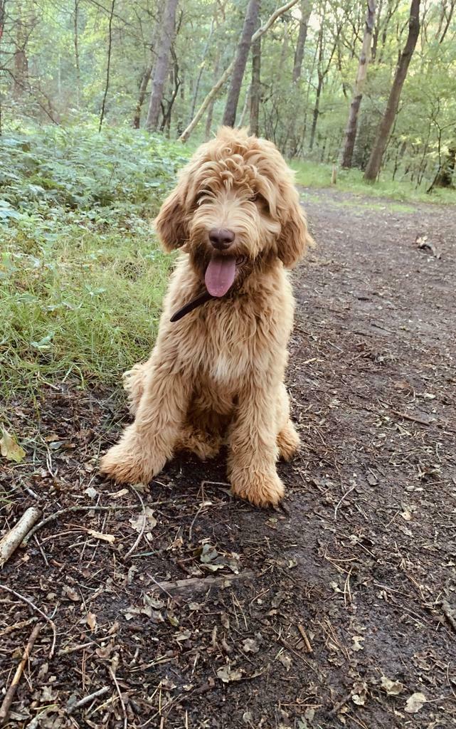 Labradoodle dekreu, Reu, Parvo, Eén hond, 3 tot 5 jaar
