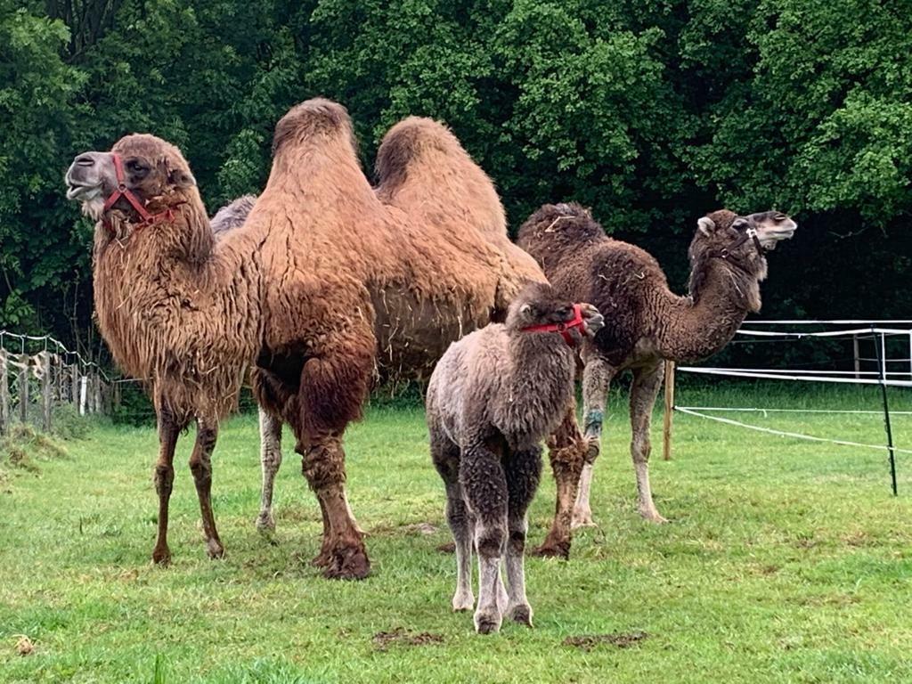 Alpaca’s & Lama’s scheren, alpaca lama scheerder, Diensten en Vakmensen, Dieren | Overige | Verzorging, Oppas en Les, Les, Verzorging
