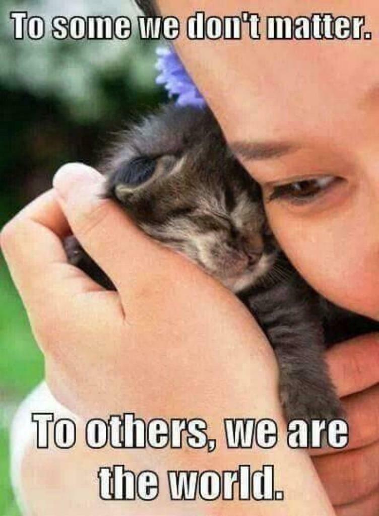 Geef/gun een kat/poes een beter leven dmv aankoop kattenitem, Dieren en Toebehoren, Poes