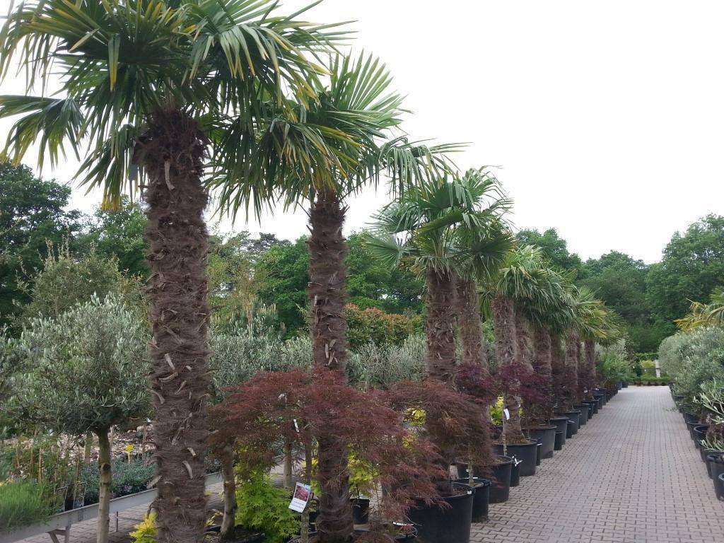 Bestel online uw olijfbomen, palmbomen, vijgenbomen, cypres, Ophalen of Verzenden, In pot, 100 tot 250 cm