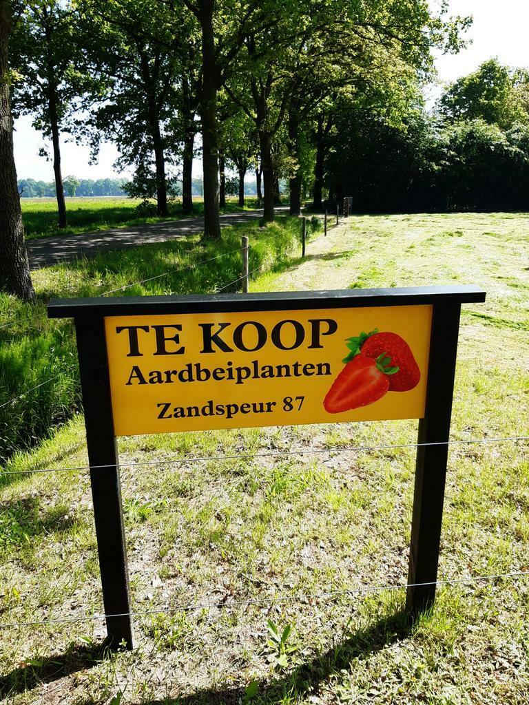 AARDBEIEN PLANTEN, Volle zon, Vaste plant, Ophalen of Verzenden, Zomer