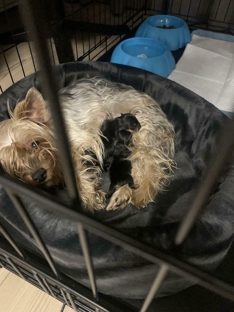 Yorkse terrier te Koop, Dieren en Toebehoren, Honden | Jack Russells en Terriërs, Yorkshire Terriër, Parvo, 8 tot 15 weken, Meerdere