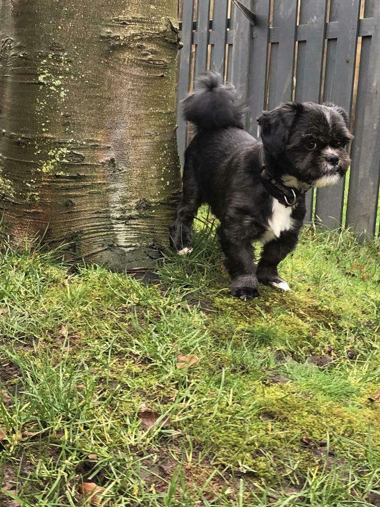 Dekreutje, Dieren en Toebehoren, 6 jaar of ouder, Reu, Parvo, Eén hond