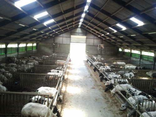 *NIEUW!* Belgisch witblauw / bwb / dikbil dekstieren te koop, Dieren en Toebehoren, Runderen, Mannelijk, 0 tot 2 jaar