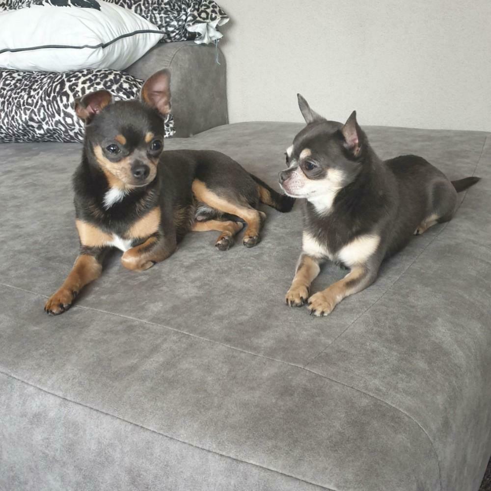 Tommy Dekreu Chihuahua tricolor blue, Reu, 1 tot 2 jaar, Meerdere, Nederland