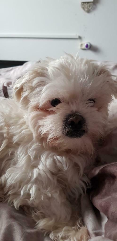 Shih Tzu DEKREU |  veel ervaring | kleur wit, Dieren en Toebehoren, Reu, Parvo, Eén hond, 3 tot 5 jaar