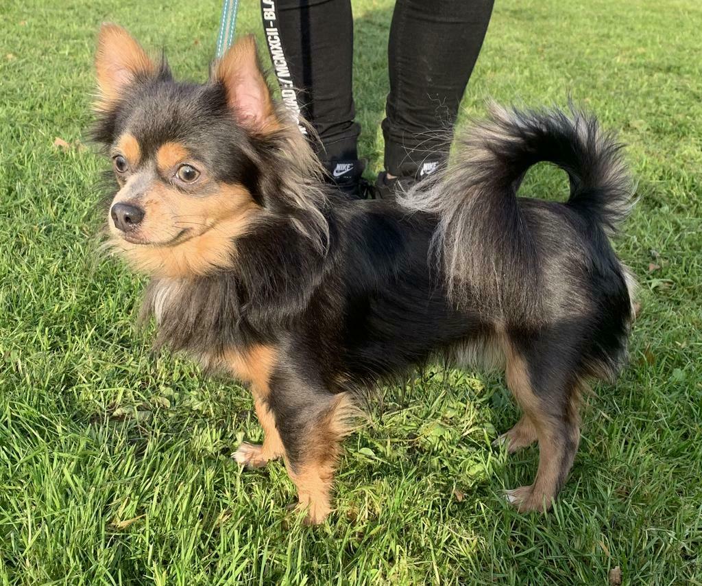 Grijze Chihuahua Dekreu, Dieren en Toebehoren, Honden | Dekreuen, Parvo, Reu, Eén hond, 3 tot 5 jaar