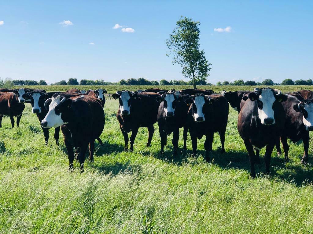 Te koop: Groninger blaarkop  en Lakenvelder runderen, Dieren en Toebehoren, Mannelijk
