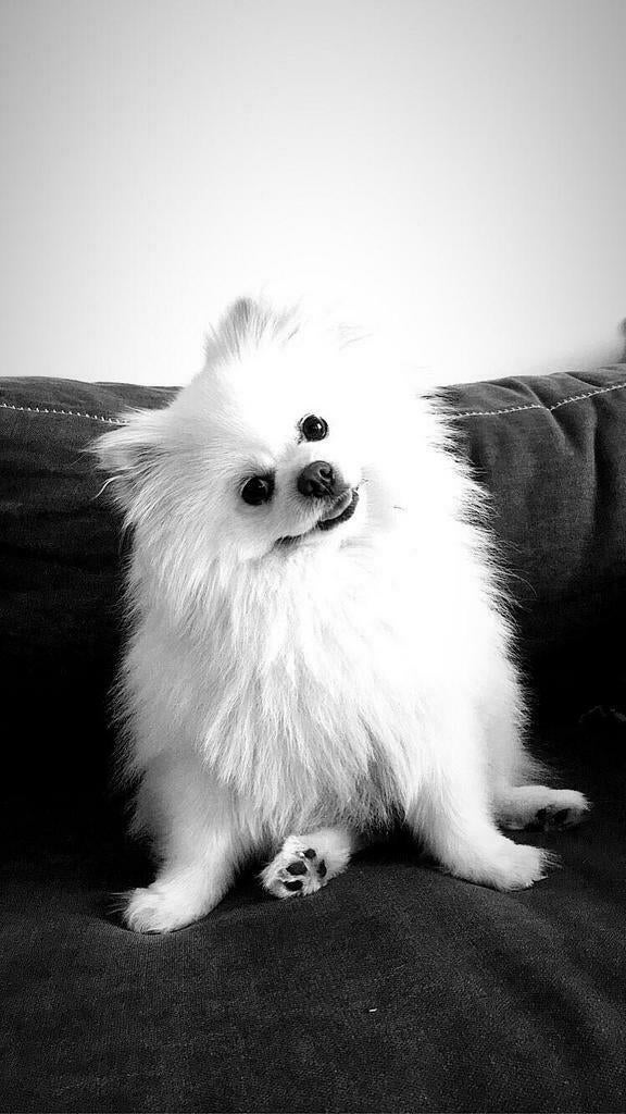 Raszuivere pomeriaan dekreu, Particulier, Reu, 1 tot 2 jaar, Buitenland