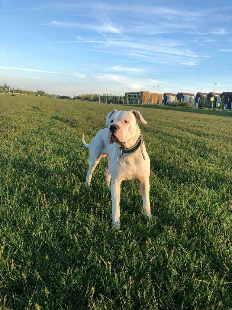 Dekreu Dogo Argentino/ Argentijnse dog, Dieren en Toebehoren, Fokker | Hobbymatig, Reu, Buitenland, Parvo