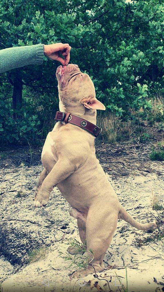 American Bully Exotic lilac dekreu, België, Fokker | Hobbymatig, Reu, 1 tot 2 jaar