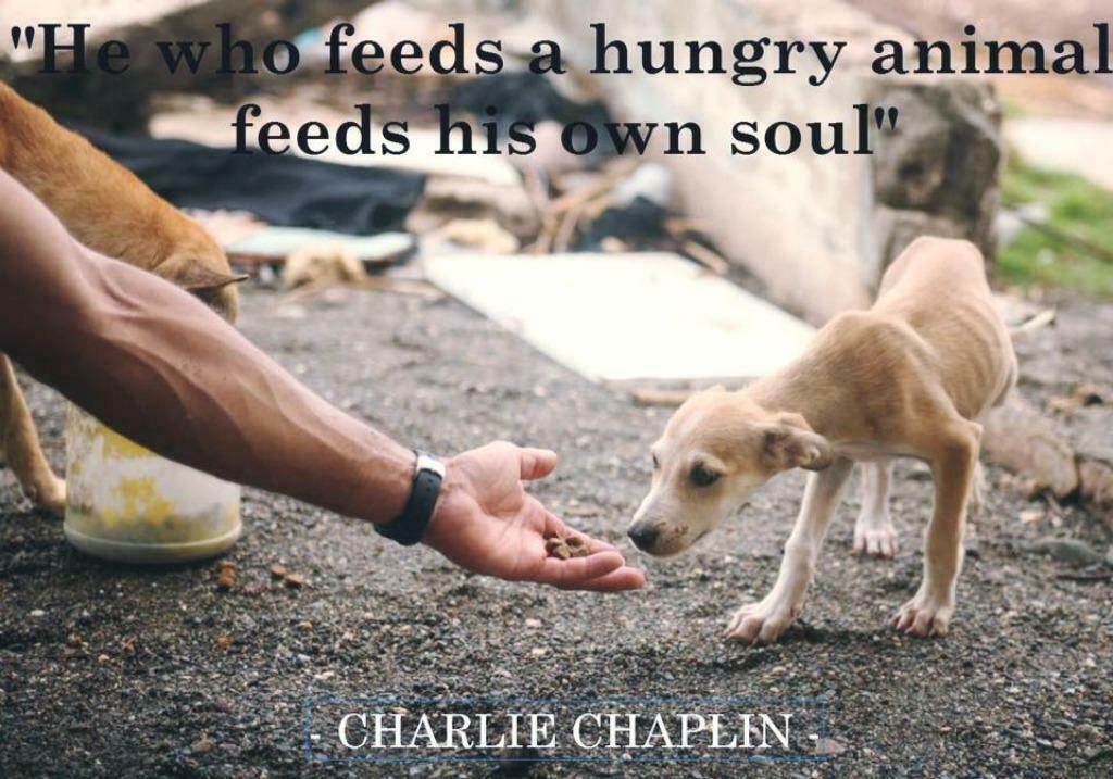 Gun een hond een goed/beter leven en Koop een hondenartikel, Particulier, 1 tot 2 jaar, Buitenland, Meerdere