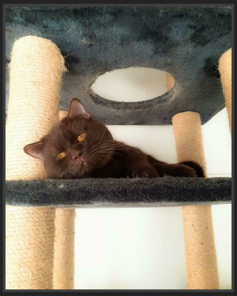 Dekkater Brits/Britse Korthaar Chocolate Met Stamboom, 0 tot 2 jaar