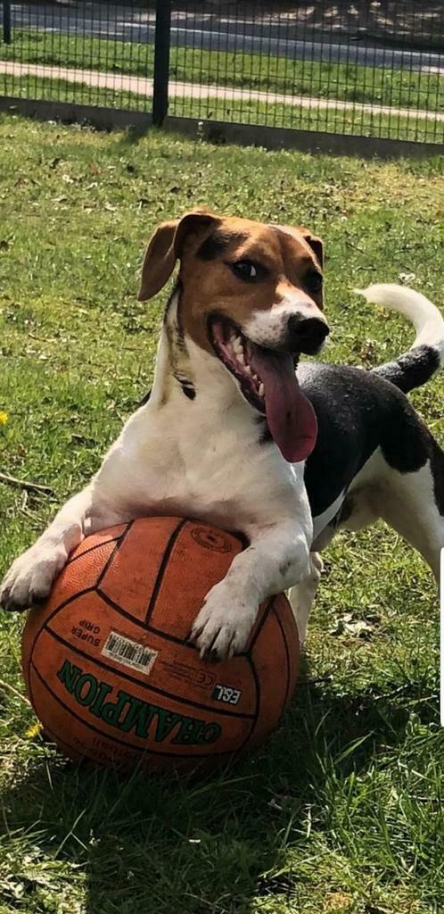 Jack russel dekreu, Parvo, België, Particulier, Reu