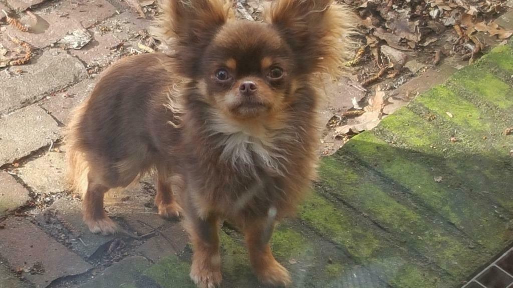 Chihuahua Dekreu (niet te koop), Parvo, Reu, Meerdere, 3 tot 5 jaar