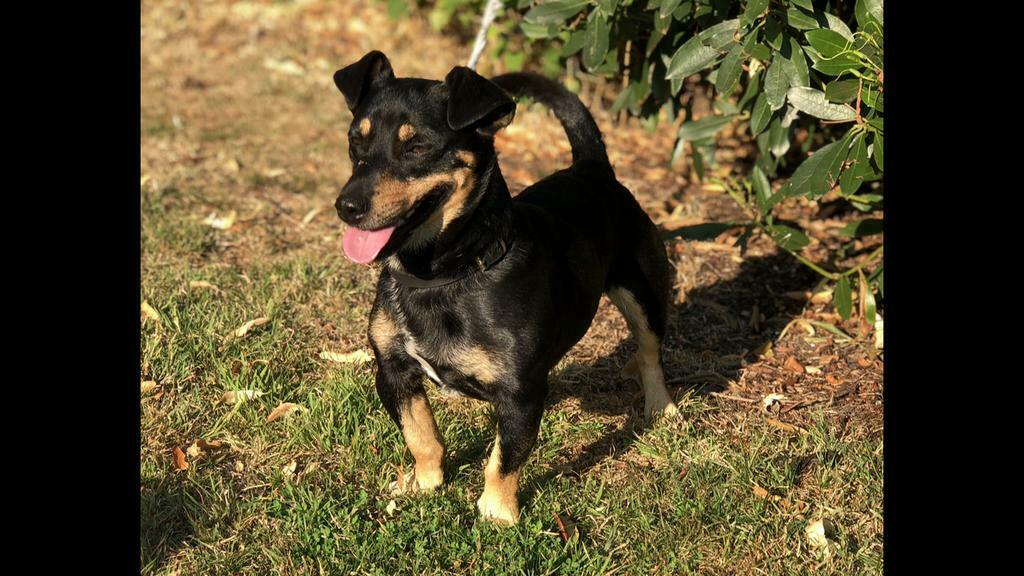 Ter dekking Jack Russel black and Tan, Dieren en Toebehoren, Honden | Dekreuen, Reu, Eén hond, 3 tot 5 jaar, Nederland