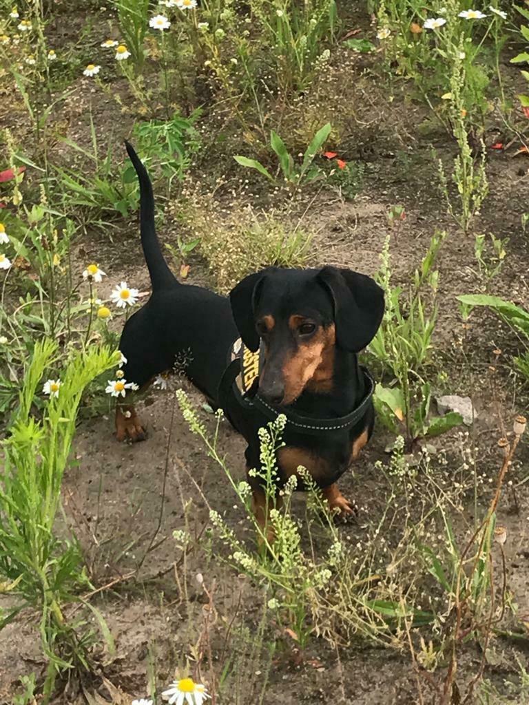 Teckel  kaninchen black and tan aangeboden voor dekking, Reu, Parvo, Eén hond, 3 tot 5 jaar