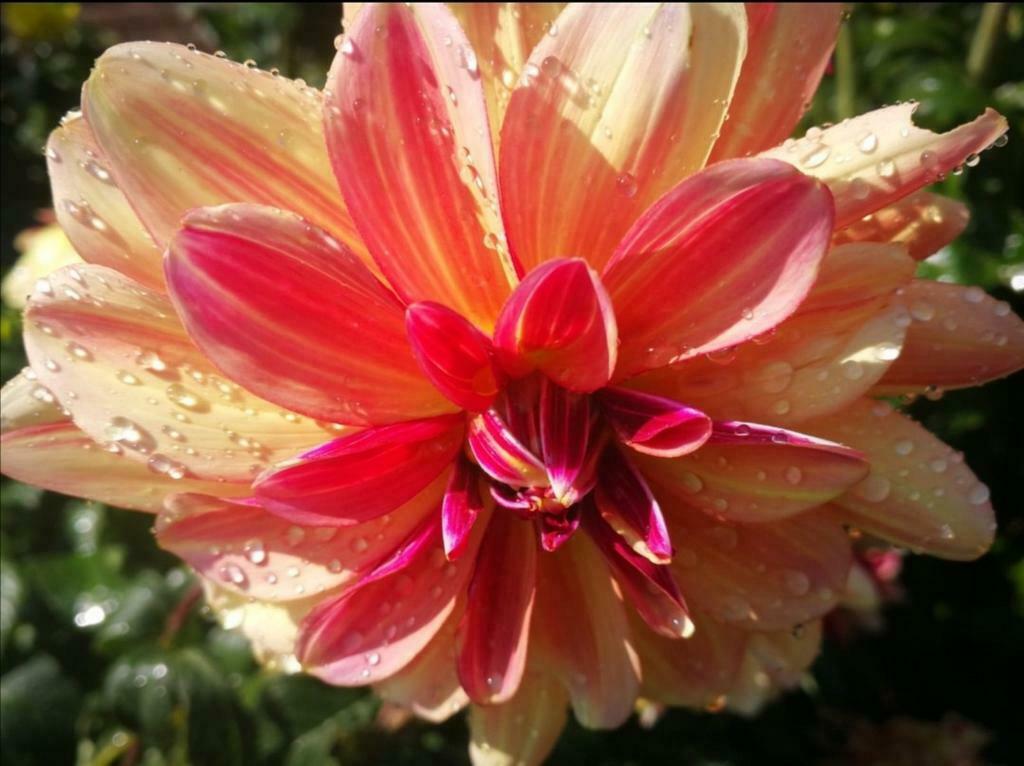 Aangeboden: hoveniers diensten, Diensten en Vakmensen, Tuinmannen en Stratenmakers, Bestrating