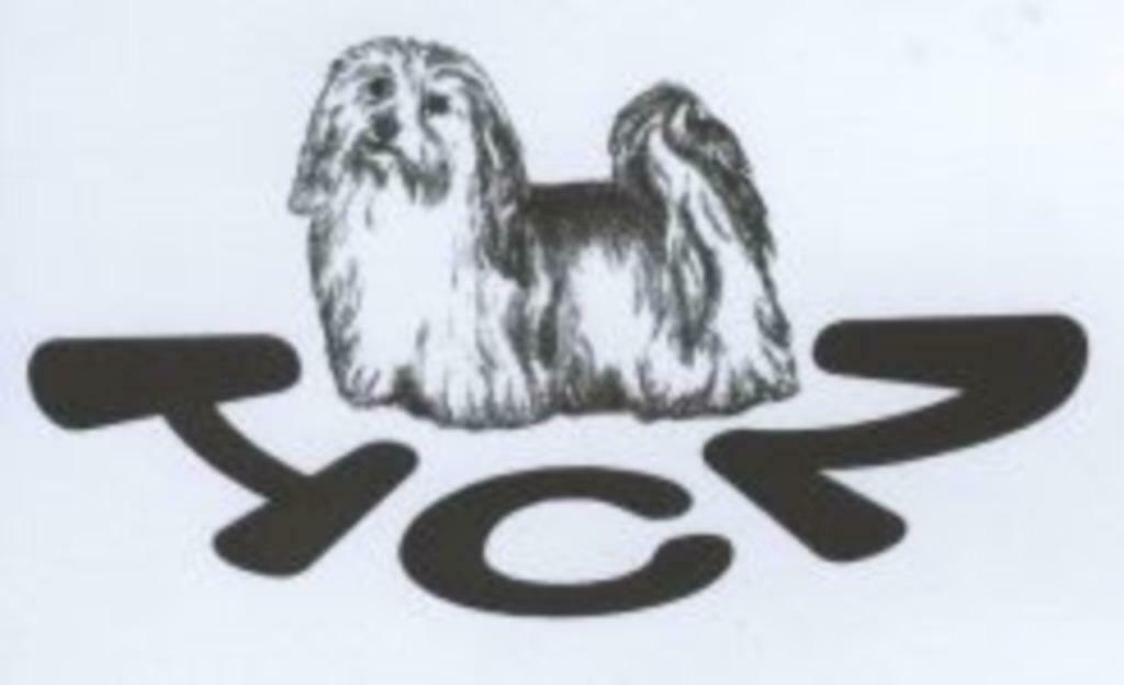 Een havanezer koopt u via de rasvereniging, Parvo, Nederland, Handelaar, 8 tot 15 weken