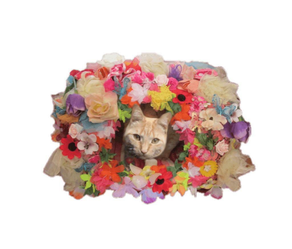 Superlief bloemenhutje voor klein hondje/kat + div. andere, Particulier, 1 tot 2 jaar, Buitenland, Meerdere