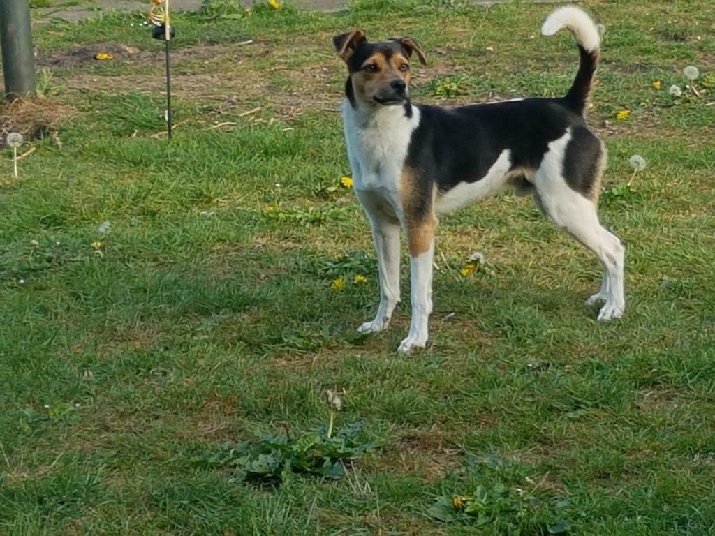 Dekreu spike 100% boerenfox staat ter dekking ! !, Reu, 1 tot 2 jaar, Eén hond, Nederland