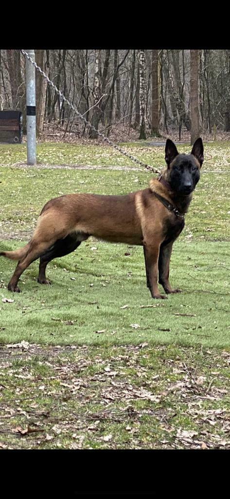 Kenzo staat ter dekking knpv dekreu, Reu, 1 tot 2 jaar, Parvo, Eén hond