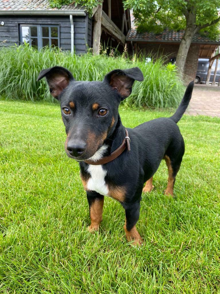 Jack Russel Black and Tan DEKREU, Dieren en Toebehoren, Honden | Dekreuen, Reu, CDV (hondenziekte), 1 tot 2 jaar, Eén hond