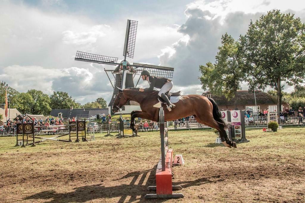 Zadelmak maken / training / concours / instructie, Gedragstraining