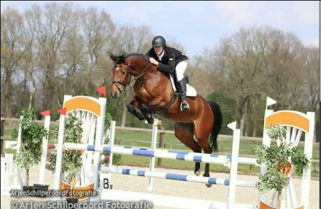 Zadelmak maken / training / concours / instructie, Gedragstraining