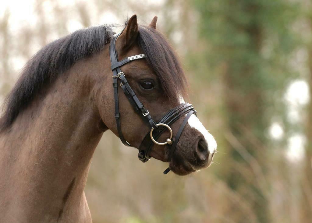 Doorlopend gezocht A-B~C welsh pony's, Dieren en Toebehoren, Pony's, Met stamboom, B, Dressuurpony, 0 tot 2 jaar