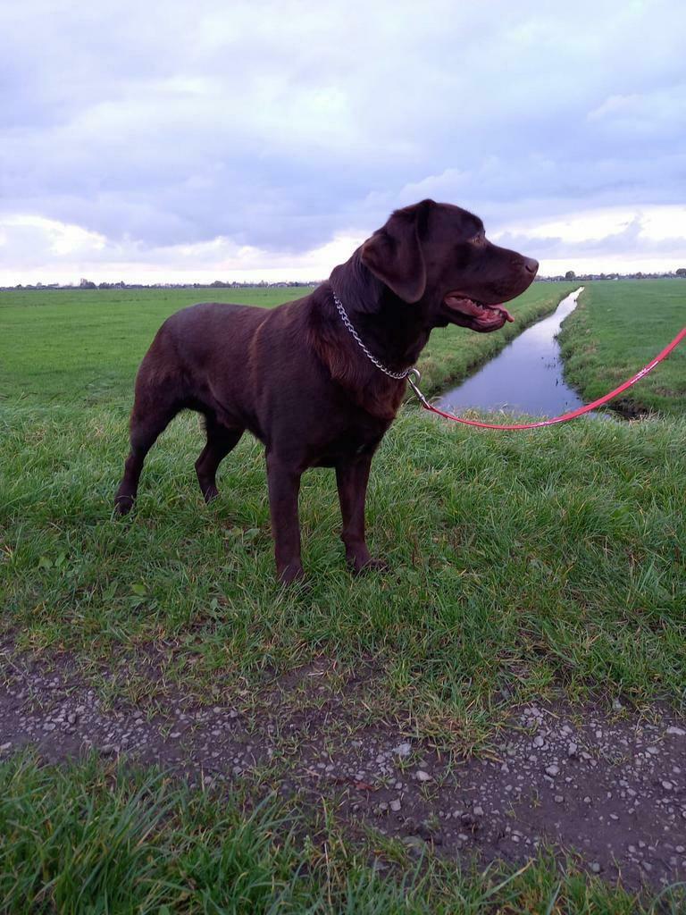 ter dekking aangeboden Schitterdende bruine Labrador, Reu, Parvo, Meerdere, 3 tot 5 jaar