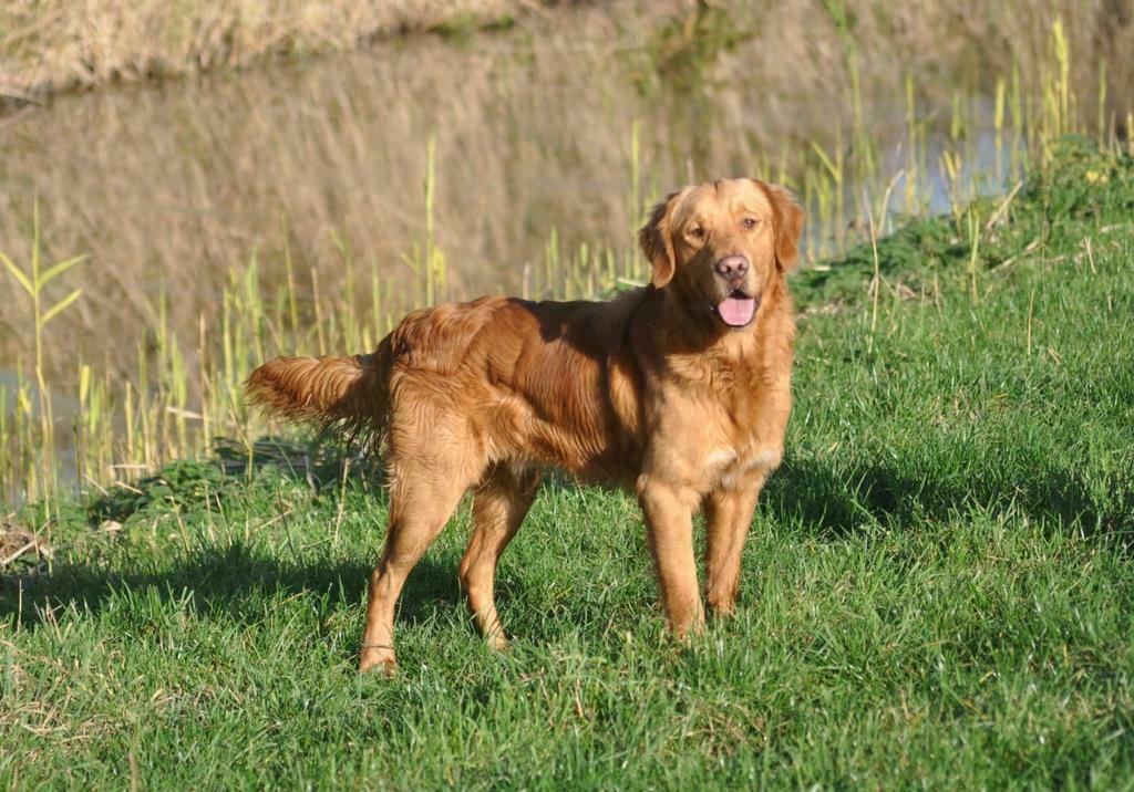 Golden retriever dekreu met stamboom, Dieren en Toebehoren, Reu, 1 tot 2 jaar, Parvo, Eén hond