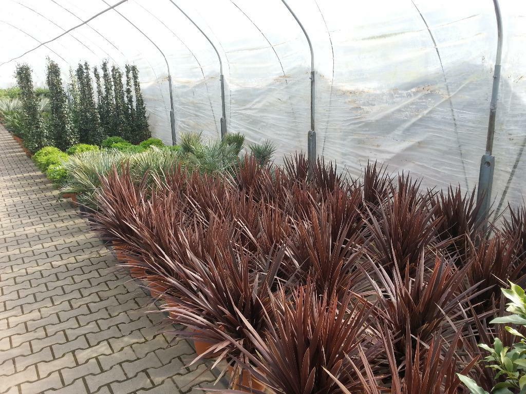 Bestel online uw olijfbomen, palmbomen, vijgenbomen, cypres, Ophalen of Verzenden, In pot, 100 tot 250 cm