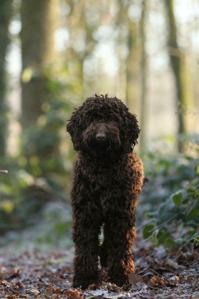 Labradoodle reu ter dekking!, Reu, 1 tot 2 jaar, Parvo, Eén hond