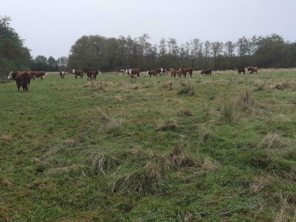 Hereford Rundvlees rund koeien vlees, Dieren en Toebehoren, 0 tot 2 jaar