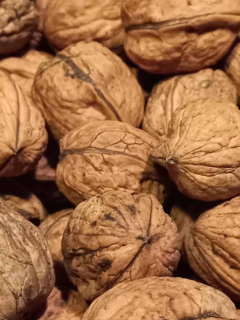 Walnoten, onbespoten noot, 1 kilo € 4,50, 10 kilo € 40,00, Ophalen