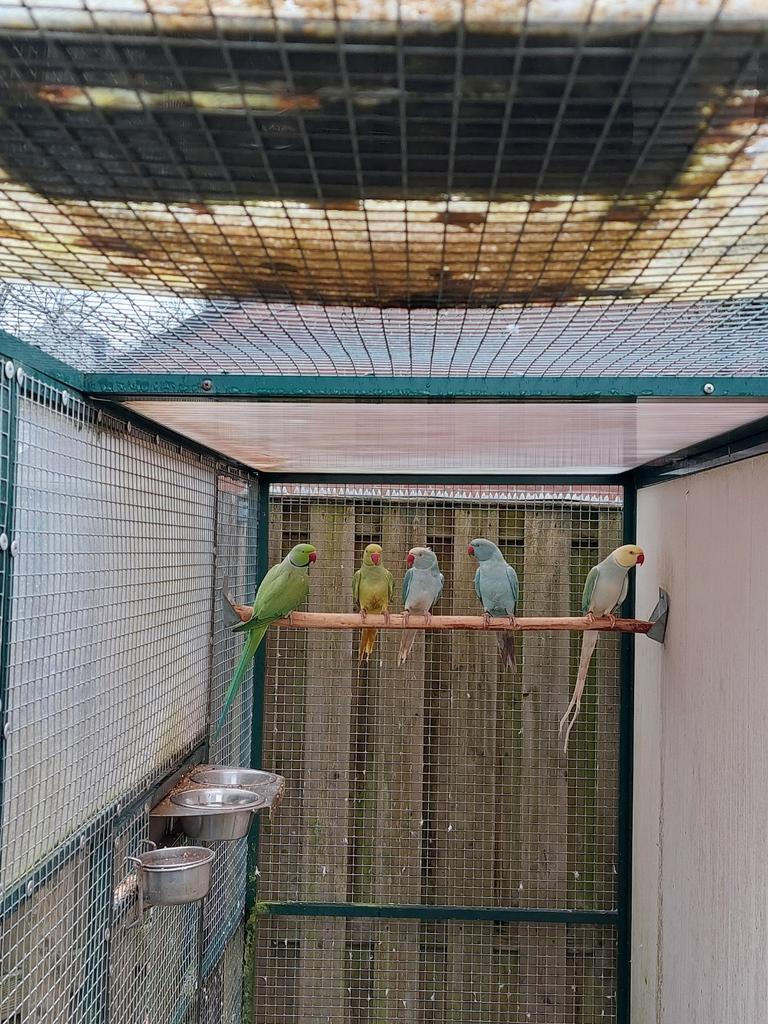 Halsbandparkieten., Dieren en Toebehoren, Vogels | Parkieten en Papegaaien, Meerdere dieren, Parkiet, Geringd