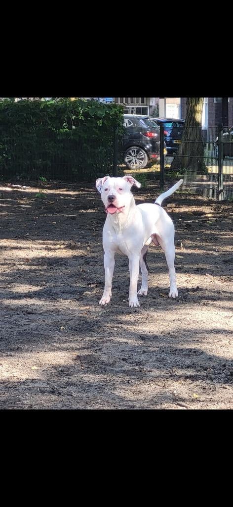 Dekking Dogo argentino/pitbull, Reu, 1 tot 2 jaar, Eén hond, Nederland